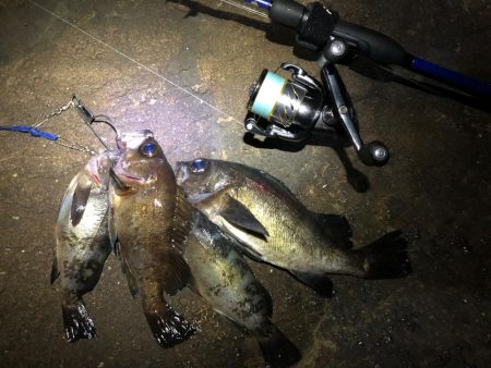 磯メバル　リベンジ