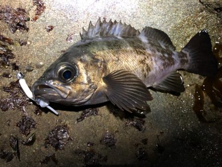 磯メバル　不発・・・。