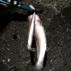 サバ君を楽しむ