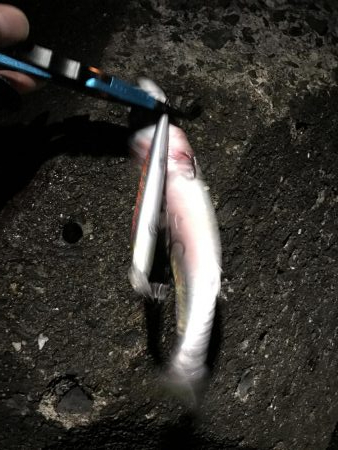 サバ君を楽しむ