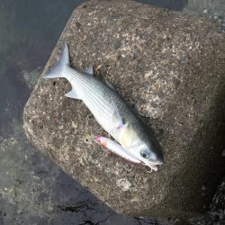 ライトショアジギング