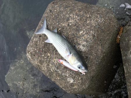 ライトショアジギング