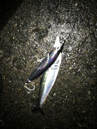 イワシがデカイ