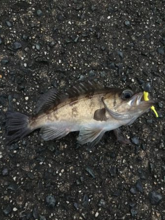 ビックリした！ぞ