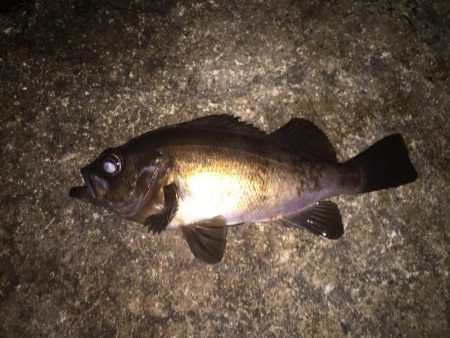 遠征！えんせい！ENSEI!!