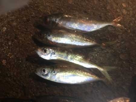 アジサビキの地合いは午後5～6時