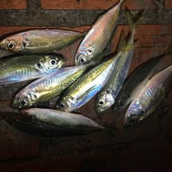 地合いが少し早くなった