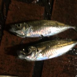 雨中のサビキ釣り