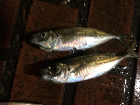 雨中のサビキ釣り