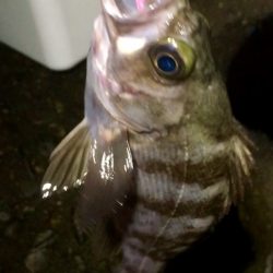 ２月のメバル渋いかも？