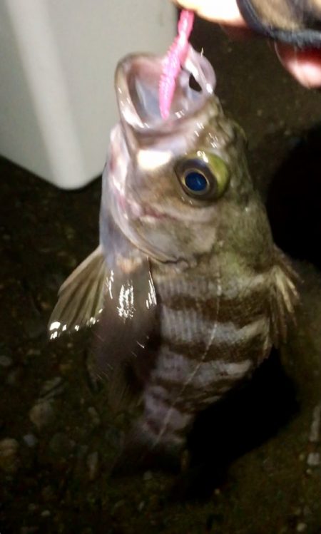 ２月のメバル渋いかも？