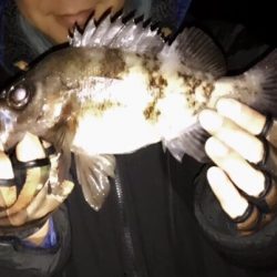 ２週間ぶりのガチンコメバリング