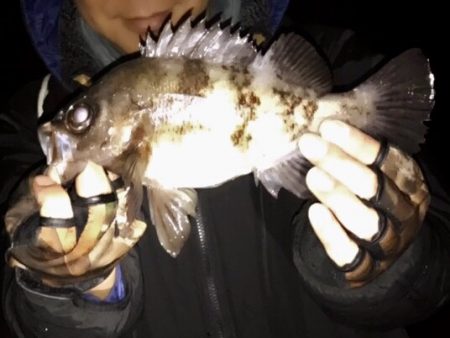 ２週間ぶりのガチンコメバリング