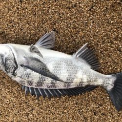 根魚狙ってたらチヌが釣れた。