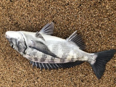 根魚狙ってたらチヌが釣れた。