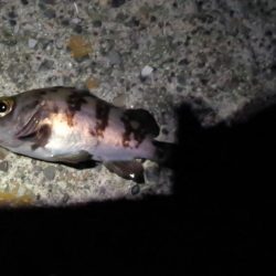 房総メバルにはまだ早いか!?