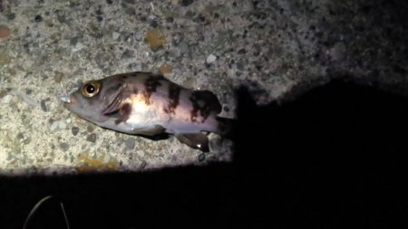 房総メバルにはまだ早いか！？