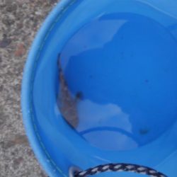 またまたゲット