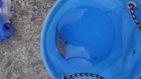 またまたゲット