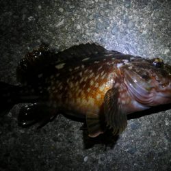 ソルトベイトフィネス！