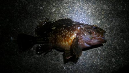 ソルトベイトフィネス！