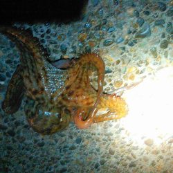 浜名湖でタコが釣れました
