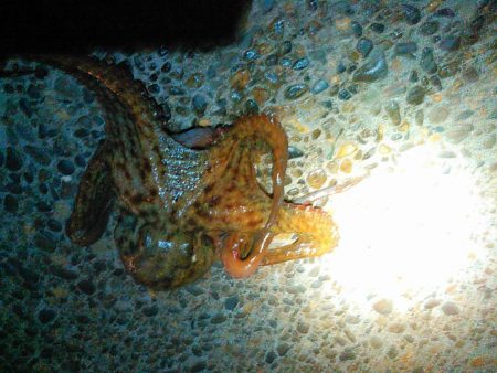 浜名湖でタコが釣れました
