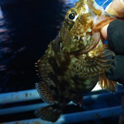 浜名湖 ライトゲーム