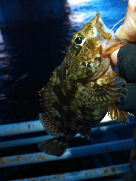 浜名湖 ライトゲーム