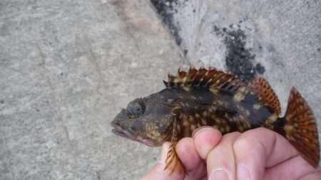 和歌山遠征も。。