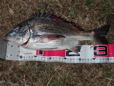 バチ抜けチェックからのチニング