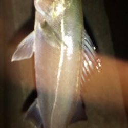 カモメ大橋ライトゲーム