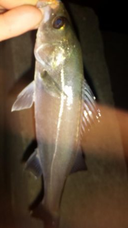 カモメ大橋ライトゲーム