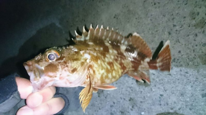 アジはいずこへ・・・？