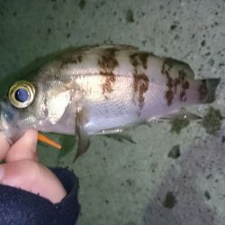 やっぱりメバルは楽しい