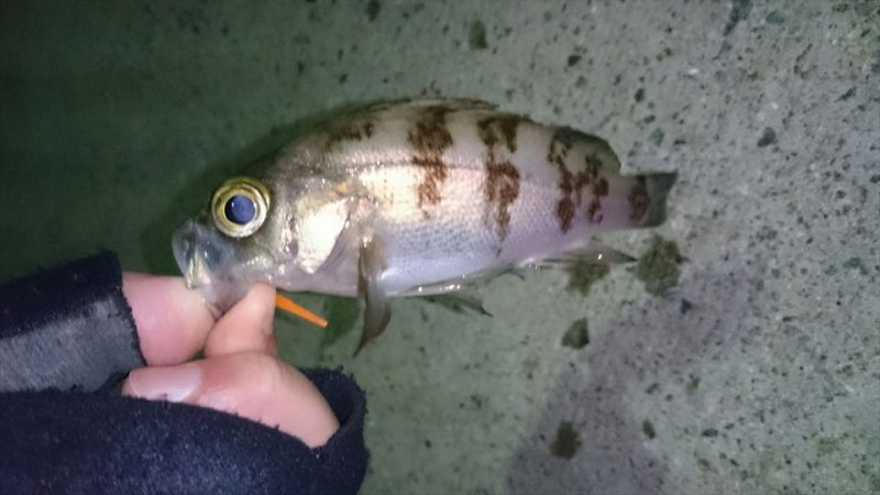 やっぱりメバルは楽しい