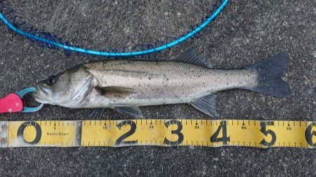 山は雪化粧の極寒シーバスフィッシング