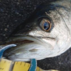 またも小雨の夕練