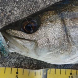 真冬のヒル付きシーバスキャッチ！