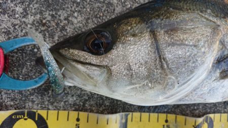 真冬のヒル付きシーバスキャッチ！