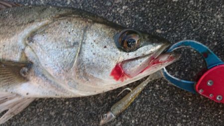 表層反転流でゴゴン！