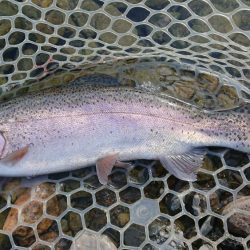 雪が舞う極寒芥川トラウトフィッシング