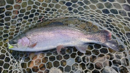 雪が舞う極寒芥川トラウトフィッシング