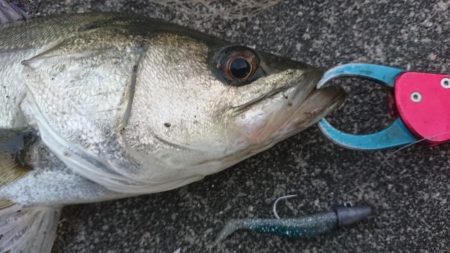 いつものシーバス短時間調査