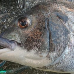 久々の良型チヌキャッチ!