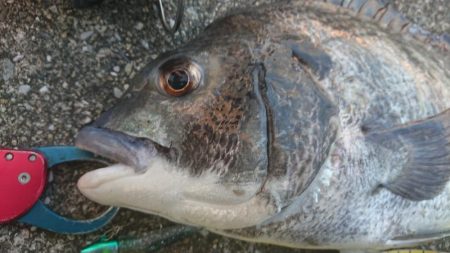 久々の良型チヌキャッチ!