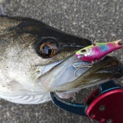 仕事帰りの短時間シーバス調査