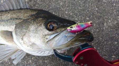 仕事帰りの短時間シーバス調査