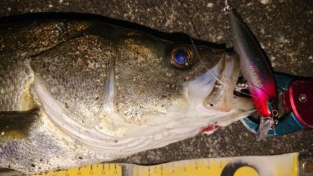 久々のナイトシーバス調査