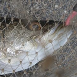 北風爆風朝練！